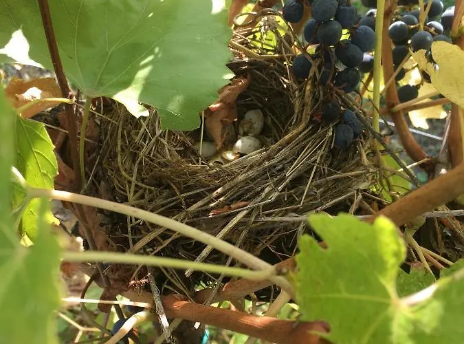 Settelune Bibbiano (Emilia-Romagna)