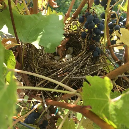 Settelune Bibbiano (Emilia-Romagna)